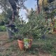 Маслиново дърво Бонсай,Olea Europaea Bonsai-BUSH Маслиново дърво Бонсай,Olea Europaea Bonsai-BUSH
