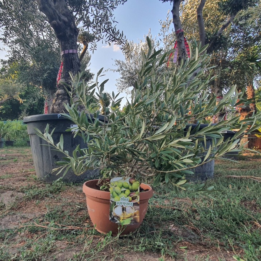 Маслиново дърво Бонсай,Olea Europaea Bonsai-BUSH Маслиново дърво Бонсай,Olea Europaea Bonsai-BUSH