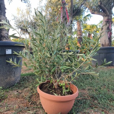 Маслиново дърво Бонсай,Olea Europaea Bonsai-BUSH