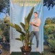 Стрелиция Аугуста-Стрелиция Николай-Strelitzia Augusta-Strelitzia Nikolai