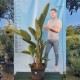 Стрелиция Аугуста-Стрелиция Николай-Strelitzia Augusta-Strelitzia Nikolai