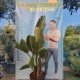 Стрелиция Аугуста-Стрелиция Николай-Strelitzia Augusta-Strelitzia Nikolai