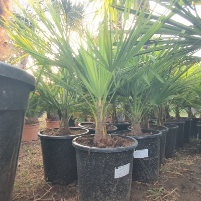Trachycarpus fortunei- Трахикарпус Фортуней