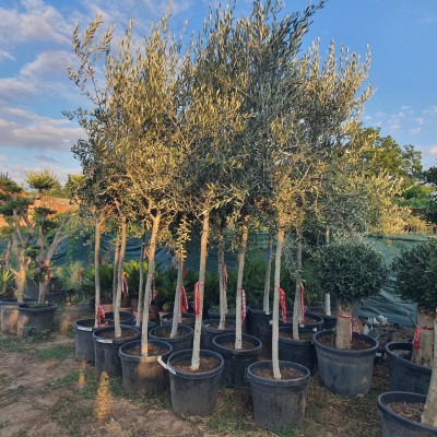 Маслиново дърво, Маслина сорт Ципресино, Olea Europaea Cipressino