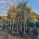 Маслиново дърво, Маслина сорт Ципресино, Olea Europaea Cipressino Маслиново дърво, Маслина сорт Ципресино, Olea Europaea Cipressino