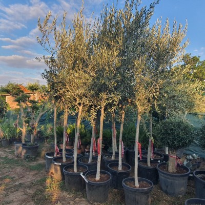 Маслиново дърво, Маслина сорт Ципресино, Olea Europaea Cipressino