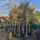 Маслиново дърво, Маслина сорт Ципресино, Olea Europaea Cipressino Маслиново дърво, Маслина сорт Ципресино, Olea Europaea Cipressino